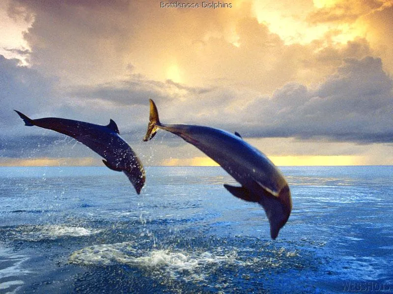 Todo sobre Igualeja: Los delfines