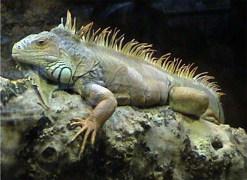 iguana | Animali | alice/