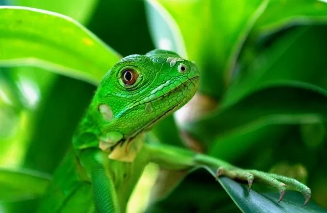 Iguana bebe en los Alcatraces - Colombia | Flickr - Photo Sharing! Iguana bebe en los Alcatraces - Colombia | Flickr - Photo Sharing!