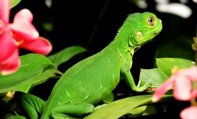 Iguana bebé - Imagui