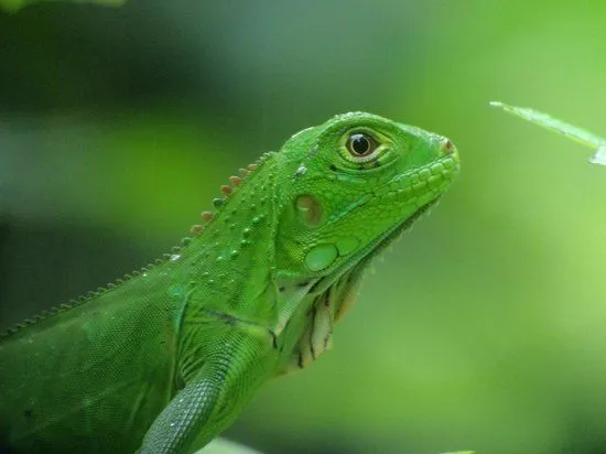 Iguana bebe - Picture of Manuel Antonio Nature Park & Wildlife ...