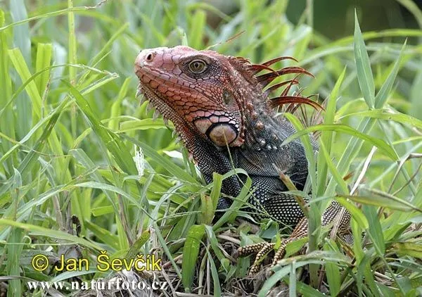Iguana dai tubercoli | Fotografia
