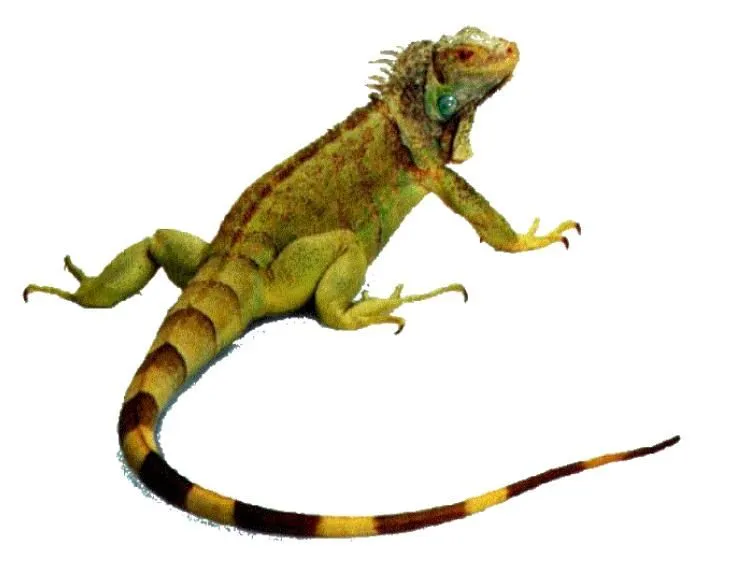 IGUANA (Iguana Iguana) | Monstruos del Nuevo Mundo IGUANA (Iguana Iguana) | Monstruos del Nuevo Mundo