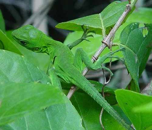 2. IGUANA NEGRA Iguanas México