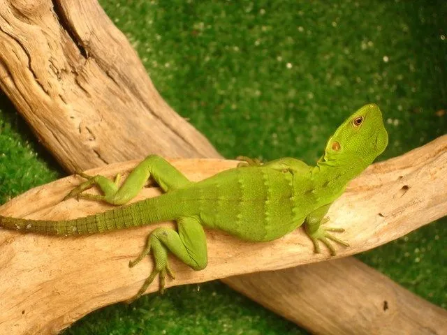 2. IGUANA NEGRA Iguanas México