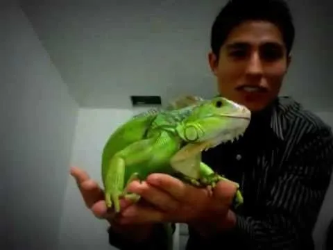 Mi iguana verde: Mozilla - YouTube