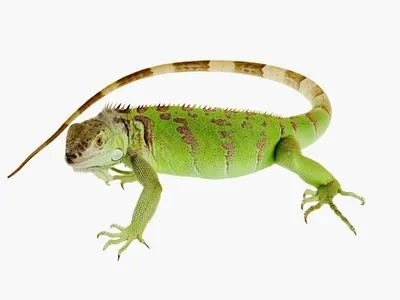 Iguana verde Stampa fotografica di Martin Harvey su AllPosters. Iguana verde Stampa fotografica di Martin Harvey su AllPosters.