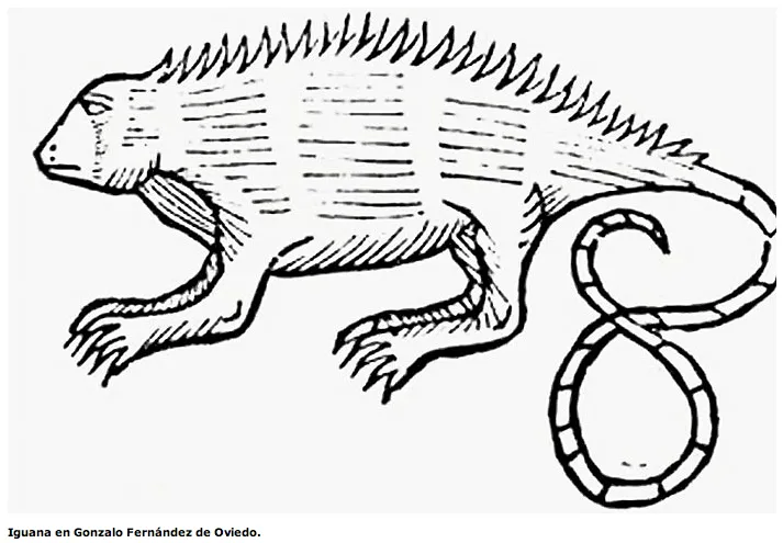 la iguana vista por niños de 11 años | Monstruos del Nuevo Mundo