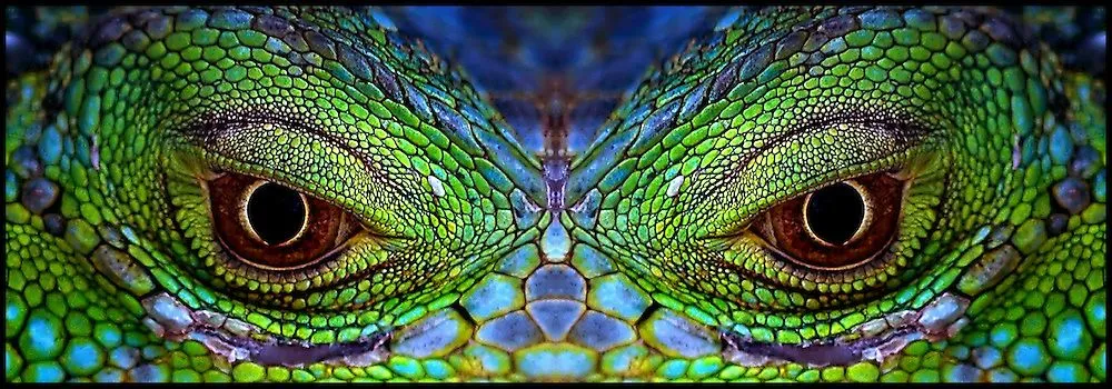 IguanaEyes8000x2800.jpg | The Gardens of Eden-Photography by ... IguanaEyes8000x2800.jpg | The Gardens of Eden-Photography by ...