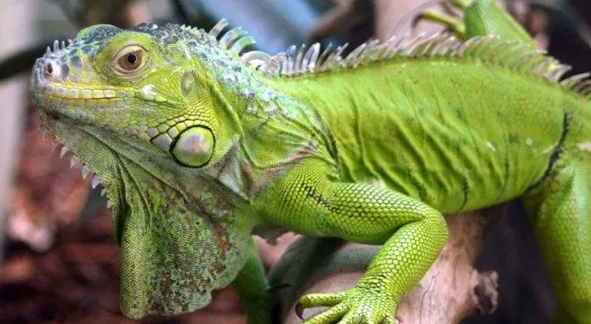 Iguanas