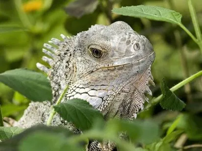 Iguanas: las enfermedades más habituales | Cuidar de tu mascota es ... Iguanas: las enfermedades más habituales | Cuidar de tu mascota es ...