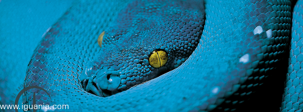 Iguania - Comunidad de Animales Exóticos - Google+