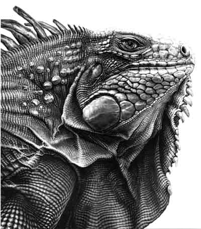 Dibujos de iguanas animadas - Imagui