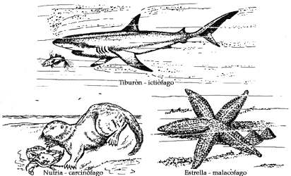 II. LA ALIMENTACIÓN DE LOS ORGANISMOS MARINOS