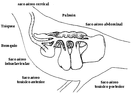 II. ESTRUCTURA Y FUNCIÓN