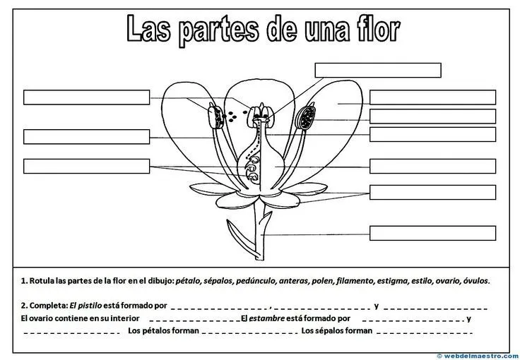 II>★★★★ Partes de una flor - Recursos educativos y material ...