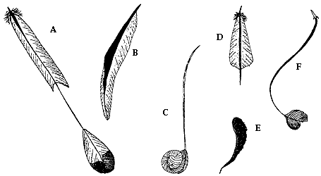 III. PLUMAS Y PLUMAJES