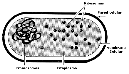 III. EL PROCESO DE INFECCIÓN VIRAL