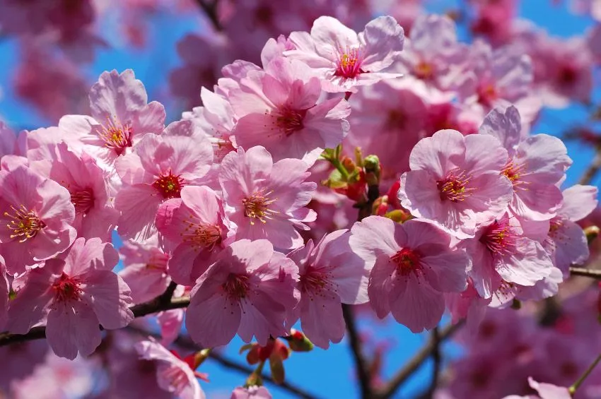Ikebana; el Arte Floral Japonés: "Miyako Odori": Danza de los Cerezos