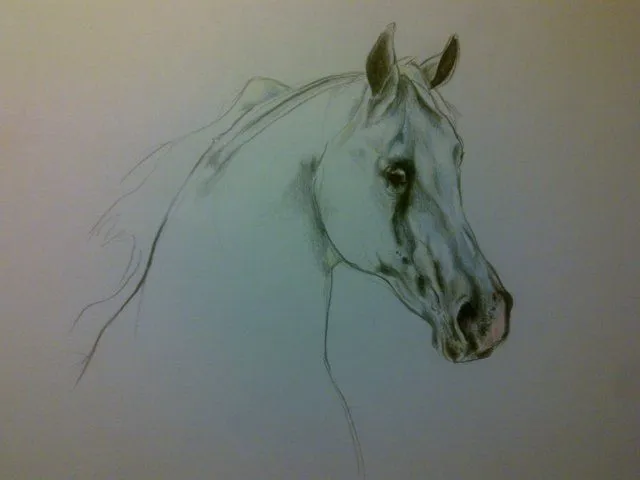 Il Cavallo :: Leggi il Topic - i vostri cavalli disegnati e dipinti! Il Cavallo :: Leggi il Topic - i vostri cavalli disegnati e dipinti!