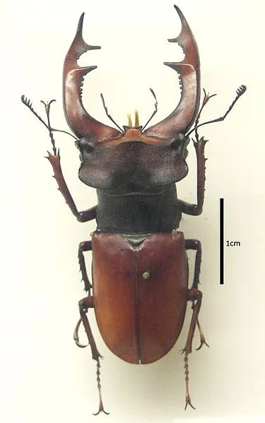 Il cervo volante e lo scarabeo rinoceronte - Il cervo volante e lo scarabeo rinoceronte -