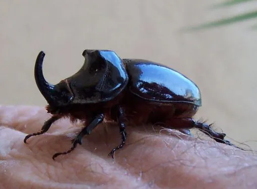 Il cervo volante e lo scarabeo rinoceronte - Il cervo volante e lo scarabeo rinoceronte -