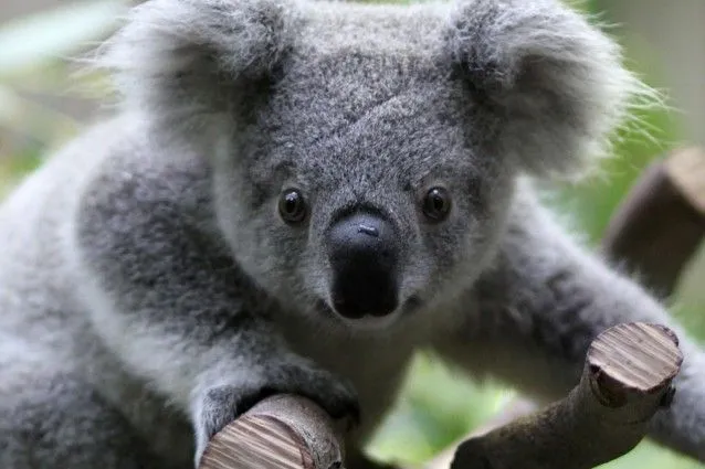 Il koala e i pericoli per il suo popolo | Scienze fanpage Il koala e i pericoli per il suo popolo | Scienze fanpage