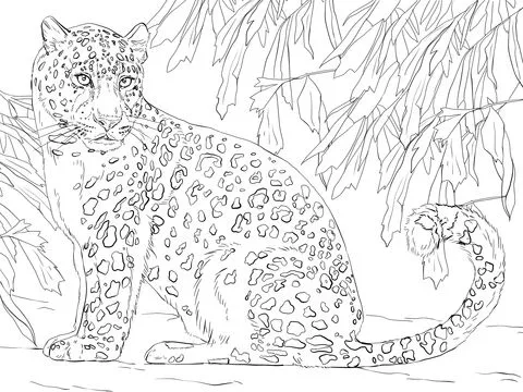 Il leopardo dell'Amur, - Disegni da Colorare Gratis Il leopardo dell'Amur, - Disegni da Colorare Gratis