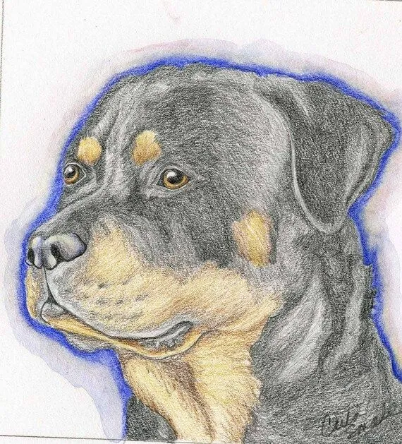Items similar to Rottweiler Rotti Original lápiz dibujo perro arte ... Items similar to Rottweiler Rotti Original lápiz dibujo perro arte ...