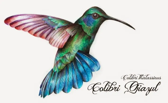 IL·LUSTRACIÈNCIA: Angela Melissa Moreno Hernandez - Colibri orejiazul