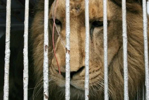 En Iloca rescatan a 10 animales de circo arrasado por tsunami en ... En Iloca rescatan a 10 animales de circo arrasado por tsunami en ...