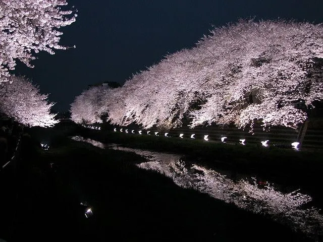 iluminar al sakura(arbol de cerezo) | Flickr - Photo Sharing! iluminar al sakura(arbol de cerezo) | Flickr - Photo Sharing!