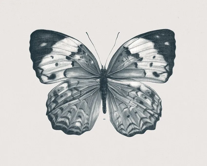 Ilustración a lápiz de una mariposa | HermesGC .... Blog de ... Ilustración a lápiz de una mariposa | HermesGC .... Blog de ...