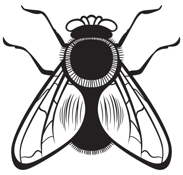 Ilustración de una mosca — Vector stock © Kreativ #27394865
