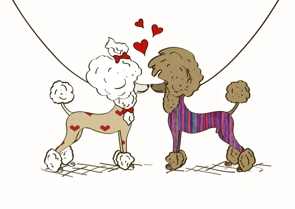 Ilustración de perros poodle de dos amantes — Vector stock ... Ilustración de perros poodle de dos amantes — Vector stock ...