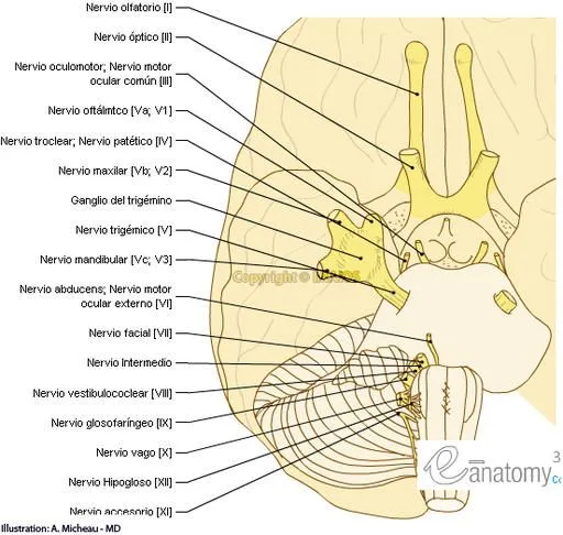 Ilustraciones y diagramas de los 12 pares craneales