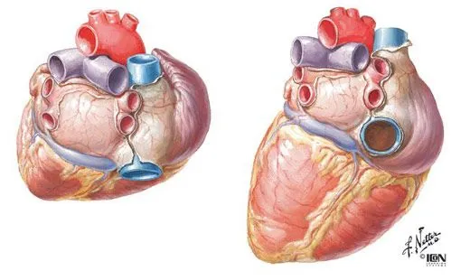 Las ilustraciones médicas de Frank H. Netter - Sueños de Azul Las ilustraciones médicas de Frank H. Netter - Sueños de Azul