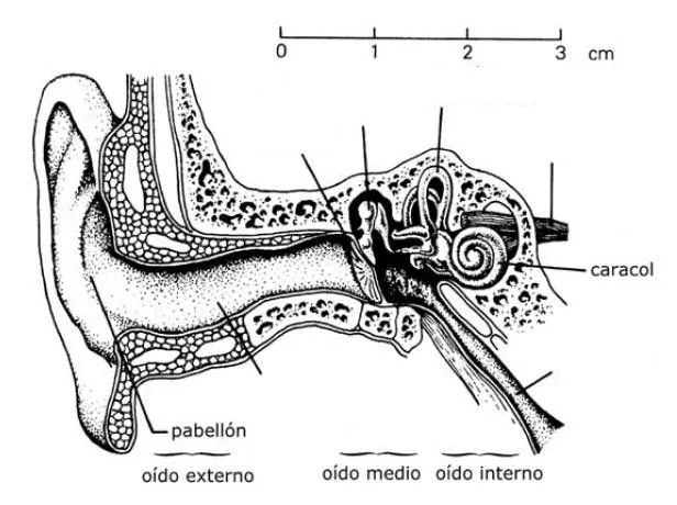 Ilustraciones sin nombres de la parte del oido - Imagui Ilustraciones sin nombres de la parte del oido - Imagui