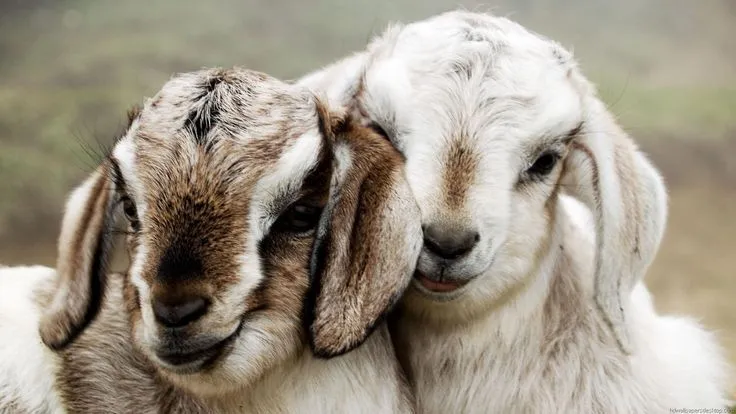 Image detail for -Animals HD Wallpapers, Full HD 1080p Wallpapers ... Image detail for -Animals HD Wallpapers, Full HD 1080p Wallpapers ...