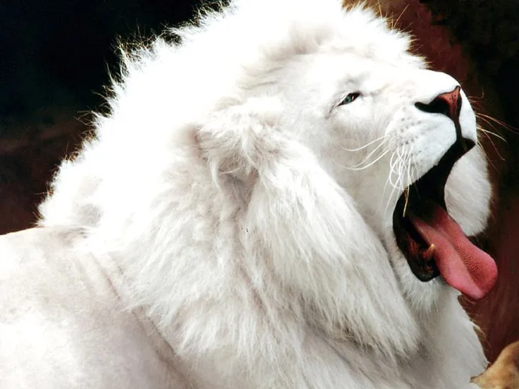 Image detail for -leon wallpaper animal wallpapers white leon ... Image detail for -leon wallpaper animal wallpapers white leon ...