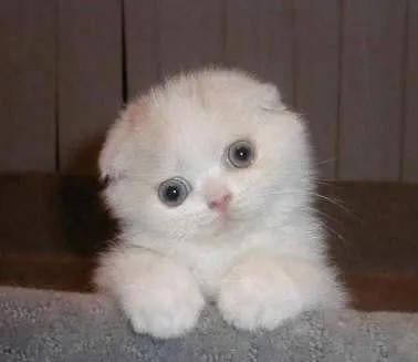 Gatitos tiernos - Imagui