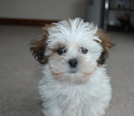 Image of bichon frise shitzu pup dog.