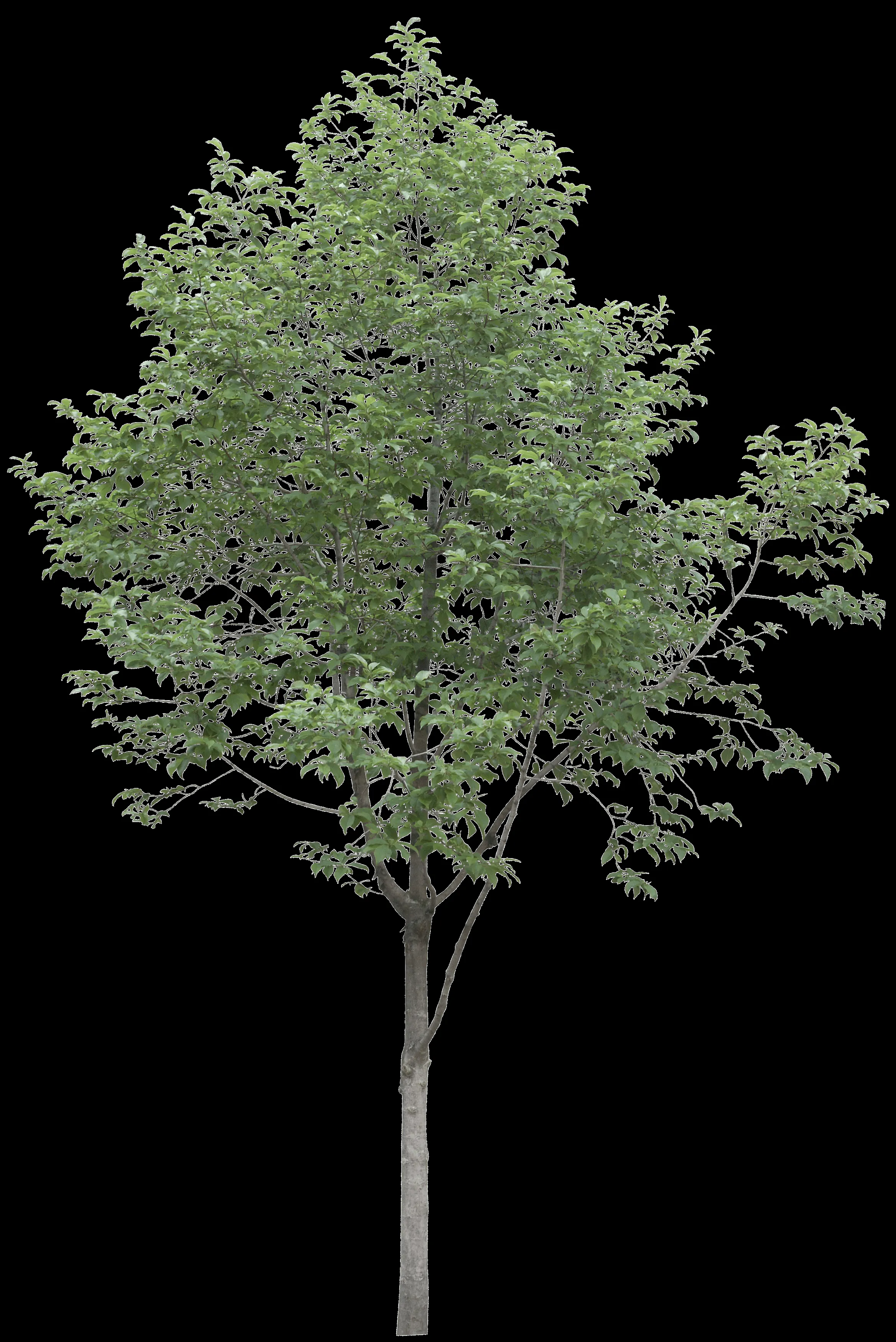 Image result for arboles png | 조경 도면, 시원한 배경, 조경 Image result for arboles png | 조경 도면, 시원한 배경, 조경