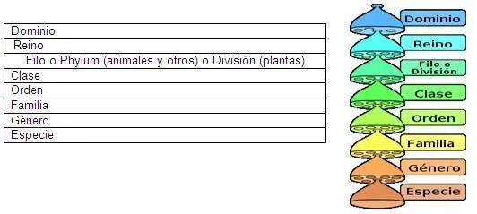 Los reinos de la vida (página 2) - Monografias.com Los reinos de la vida (página 2) - Monografias.com