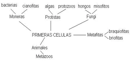 Los reinos de la vida (página 2) - Monografias.com Los reinos de la vida (página 2) - Monografias.com