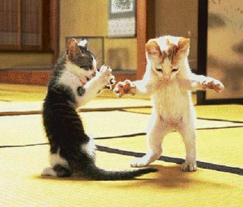 Imagen - 1039949gatitos bailando!.gif - Hora de aventura Wiki