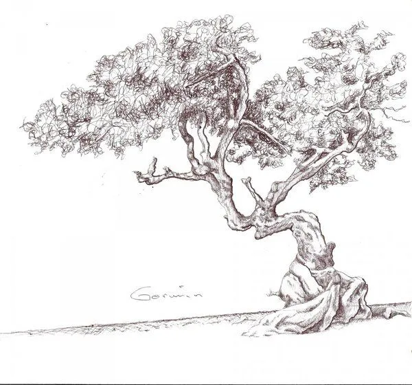 Dibujos a lapiz de árbol - Imagui