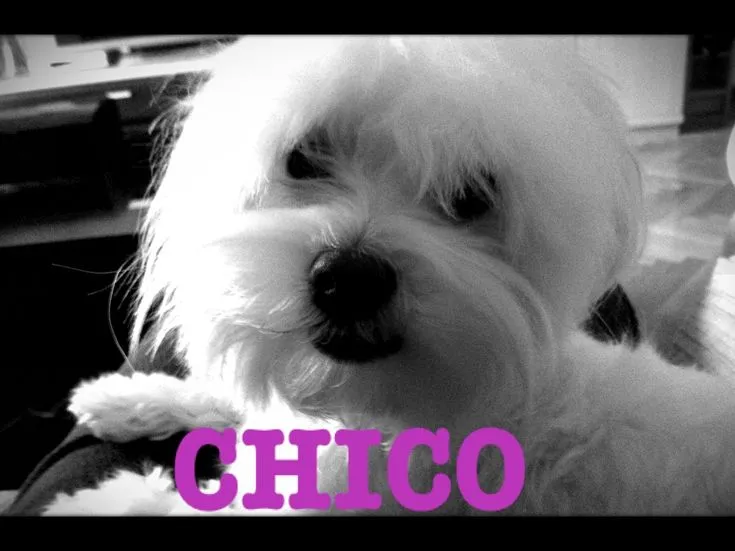 Imagen en blanco y negro de perro raza bichón maltes en color ... Imagen en blanco y negro de perro raza bichón maltes en color ...
