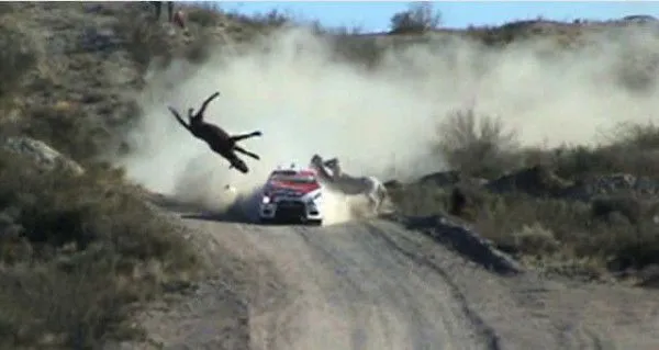 Imagen de caballo atropellado durante carrera de rally ... Imagen de caballo atropellado durante carrera de rally ...