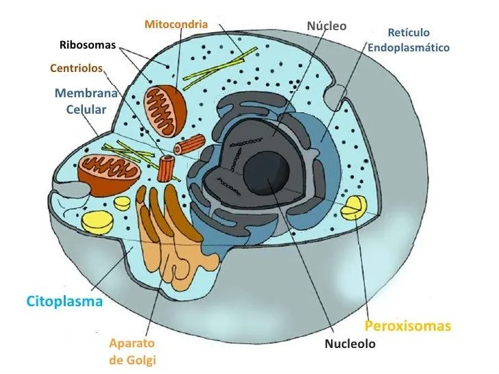 Imagen célula animal y vegetal